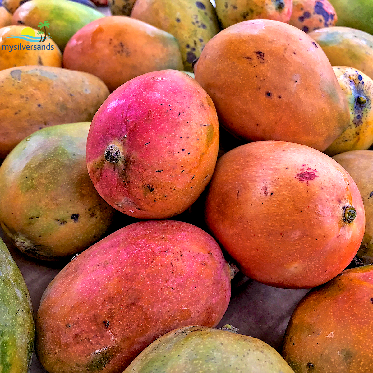 A Walkabout in Falmouth, Trelawny, Jamaica, and Visit the Market